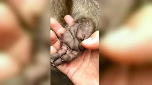 给大家看看猴子的掌纹,大家给算上一卦吧!