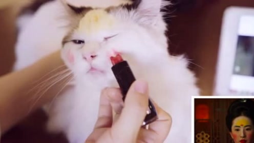 猫咪仿妆花木兰,手艺太差小猫咪气的咬口红