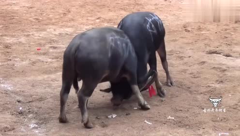 斗牛场正在打斗的两头牛,是打生死战吗
