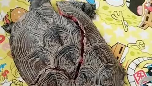 路边发现的小乌龟!壳都烂了!还能拯救它吗?