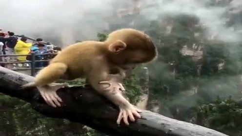 可爱的小猴子,被妈妈保护的真好,看着都害怕!