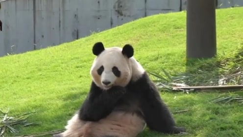 熊猫桃浜坐在草地上,脚丫痒痒挠一挠,表情呆萌动作搞笑,好可爱