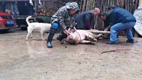 贵州黎平农村老人家是这样杀猪的!