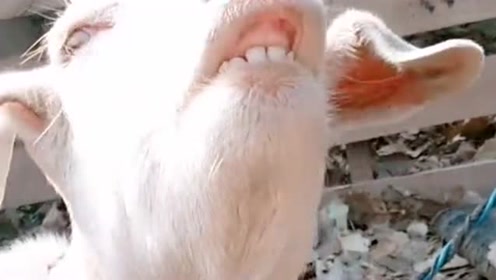 羊也有不正经的时候,撅着嘴巴露着牙齿,羊羊:俺这是仰望天空摘星星呢!