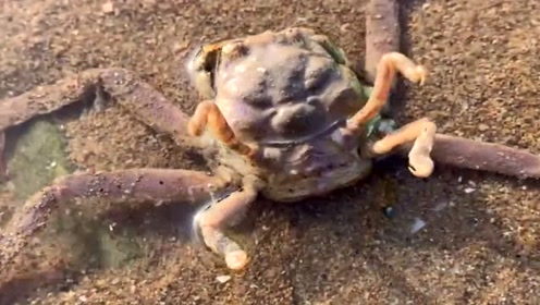 关公蟹有八条腿,四条长腿爬的时候,四条短腿也在动
