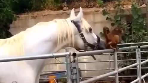 果然,猴子就是最皮的那一个!白龙马:大师兄你怎么能这么对我!