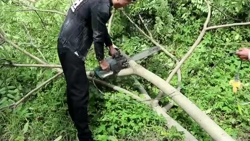 在农村这样砍树危险吗,一个人拉,一个人砍,会不会砸中人