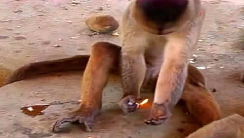 游客打火机被猴子抢去,意外却发生了,看完让人揪心!