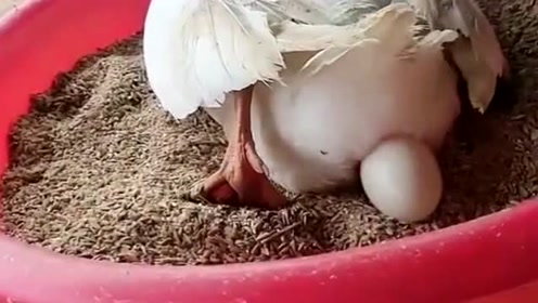 亲眼目睹鸭子下蛋的全过程,居然是这么一个神奇的过程,太不可思议了!