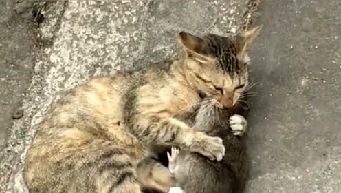 猫:我这样抱着你,你感不感动?老鼠:我真是不敢动!