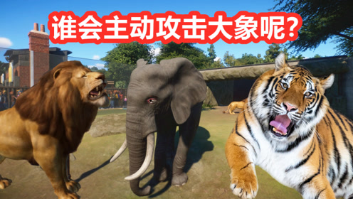 动物园之星:狮子和老虎会主动攻击大象吗?