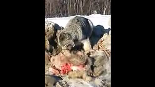 猞猁吃狼!恐怕很多人都不认识猞猁