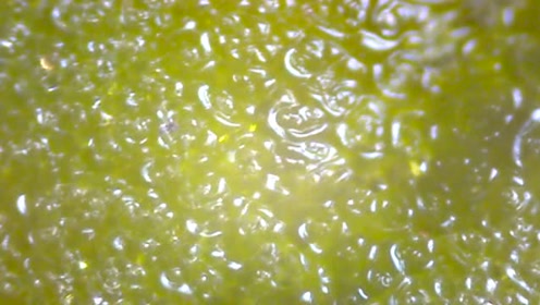 有时候活得不如一只狗,这只金毛命真好穿着鞋子散步