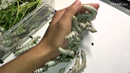 把一大坨巨肥的蚕全部放在手上 这手感!真刺激!