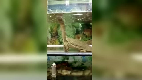 就不能好好的当只乌龟吗，非得装恐龙