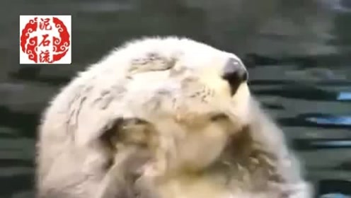 太可爱辣!海獭宝宝搓脸前还拍拍小手,要大干一番的架势!
