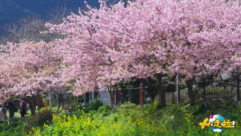 日本民众2月冒寒赏花，河津樱花绝美绽放，娇艳粉红如梦似幻！