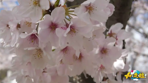 樱花怎么赏才最正宗？只会与花拍照完全白花钱，不如用日本方式赏花