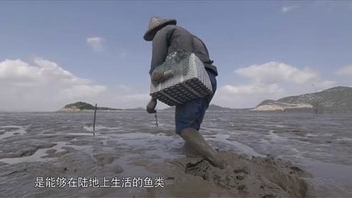 在海边抓这种鱼，居然需要练习五年技巧，男子的操作女儿直呼厉害！