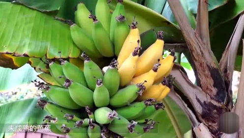 最大的芭蕉树-高达25米-果实吃一天都吃不完!