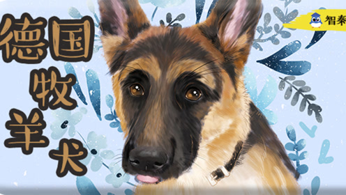 德国牧羊犬vs马犬,两者究竟哪个好?