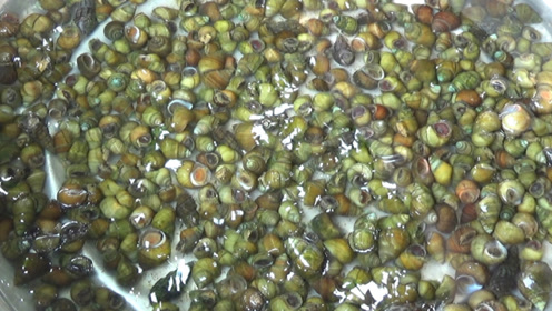 这种10块钱一斤的石螺,河里捡上一会就能得半桶,炒出来最好吃