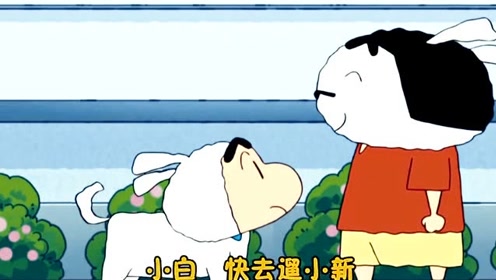 蜡笔小新:小新和小白互换身份,变成小白的宠物!