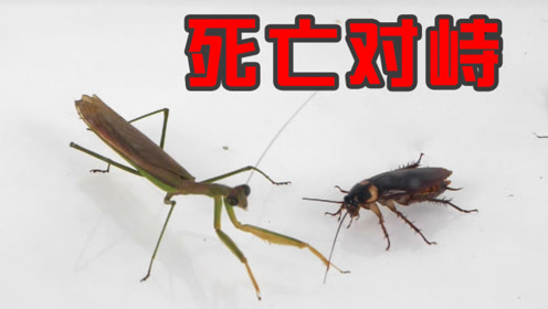 两只螳螂放进蟑螂群里,团灭!