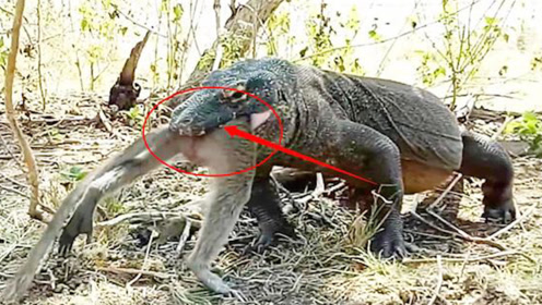 科莫多巨蜥生吞猴子,就像猪八戒吃人参果,镜头记录下全过程