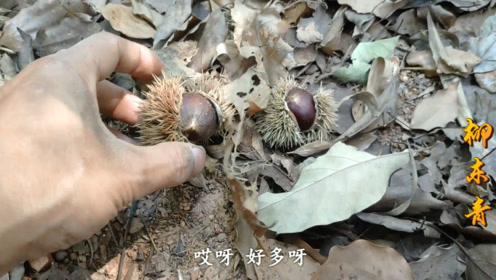 这种果实被称为"干果之王",在农村地上就能捡到很多