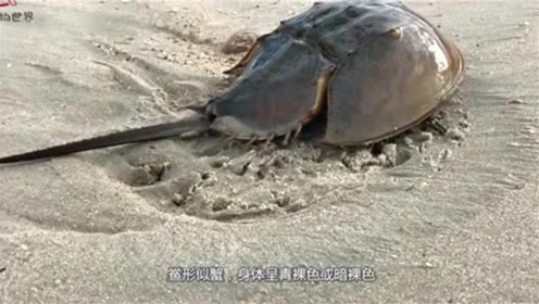 世界上最古老的动物,其血液比黄金还贵,几乎被人类捕捉到灭绝