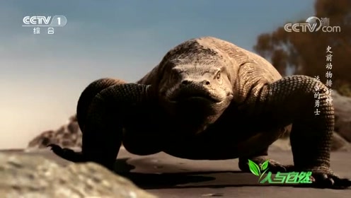 通过研究地球的巨蜥得出结论,史前古巨蜥是世界上最大的有毒动物