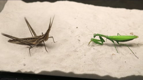 螳螂vs蝗虫!即便叫来一群小伙伴,依旧无法逃脱悲惨命运