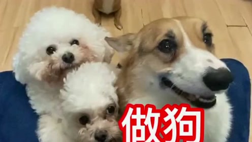 这只叫哈尼的狗子,真的是狗界的奥斯卡影帝!