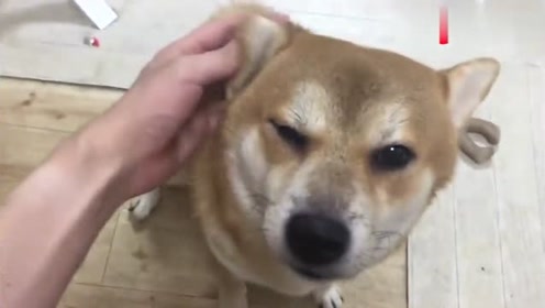 主人摸狗狗的耳朵,看狗狗那表情,浑身难受