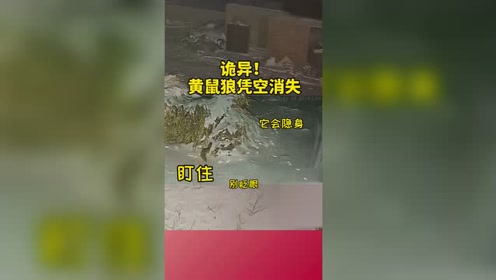 监控实拍,黄鼠狼消失最后的脚印,让人毛骨悚然!
