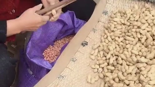 奶奶做的剥花生神器,眼前的一幕,就是劳动人民的智慧!