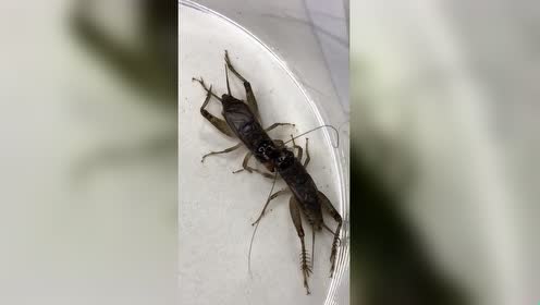 蛐蛐打架看起来没什么 凶起来牙齿就要断了!