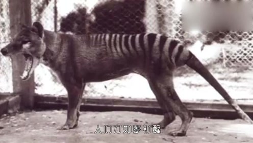 你见过袋狼吗?1936年消失,1982宣布灭亡!太可惜了