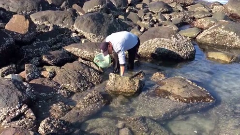 退潮后石缝中的佛手螺又肥又大,闲牛这次拔过瘾了,海