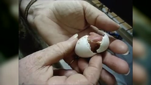 主人将鹦鹉的蛋放在手心孵化出来,小鹦鹉掌心里破壳而出