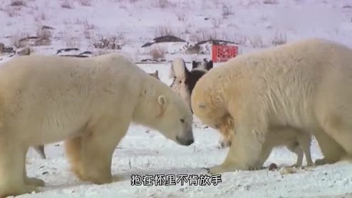 北极熊紧紧的抱住哈士奇,北极熊:你感动吗?二哈:不敢动!