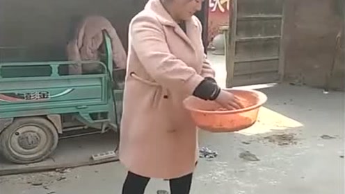 大衣嫂穿着粉色大衣喂小鸡，手在鸡食里面抓，网友：看着真脏啊！