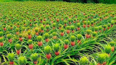 菠萝到底长在哪里?带你参观菠萝园,看完解开我多年疑惑