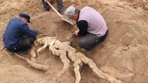 农民幸运挖帮忙