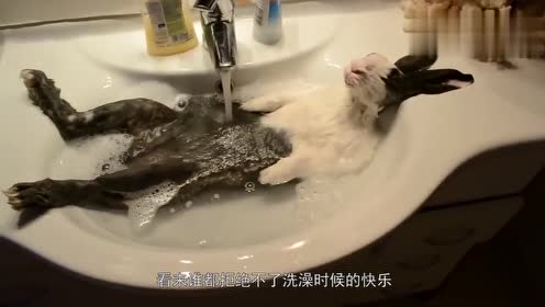 阿拉斯加也能吃八爪鱼吗?看起来还挺爱吃呢!还和主人