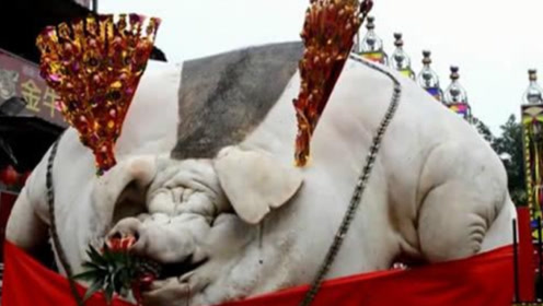 世界上最大的"猪王",重达1吨几次闯"鬼门关",死后众人祭拜