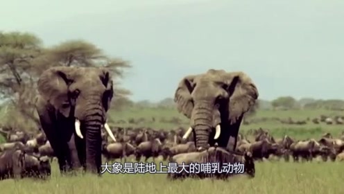非洲人为什么那么喜欢吃大象肉?看完真的不知道说什么好
