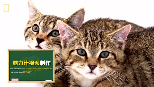 探秘:我们一起学猫叫 喵~喵~喵