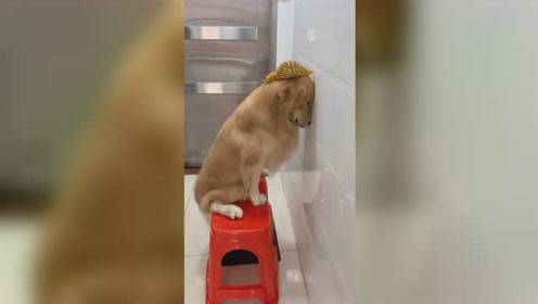 又犯错了,面壁思过吧
